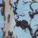 Dead Sitka Spruce with Moss I