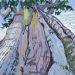 Portrait Ancient Cedar XXIX 2026