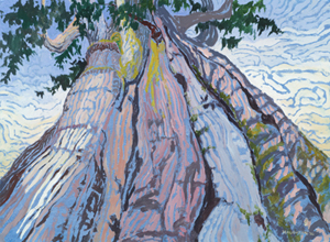 Portrait-Ancient-Cedar